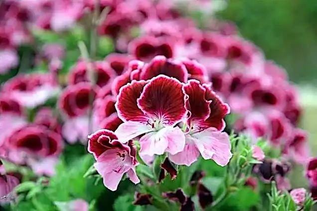 Sykaaa рабочее зеркало a5e1d4